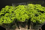 Blomster