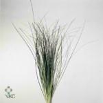 Blomster