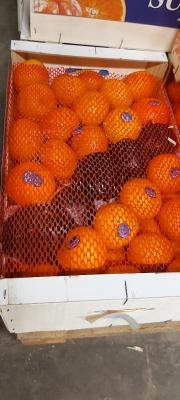 Spirer Porre 50 gr 1 Bk. EU